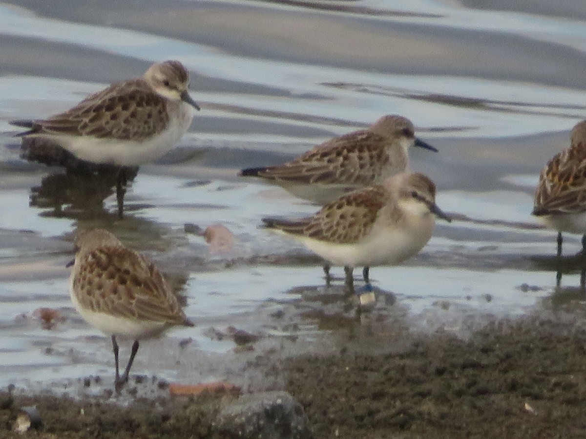 rødstrupesnipe - ML643745098