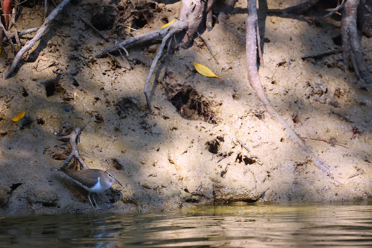 strandsnipe - ML643745099