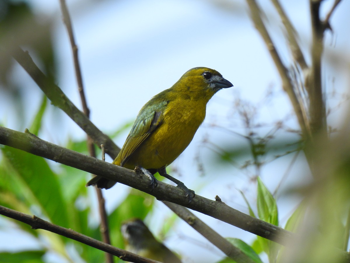 Golden-bellied Euphonia - ML643745112