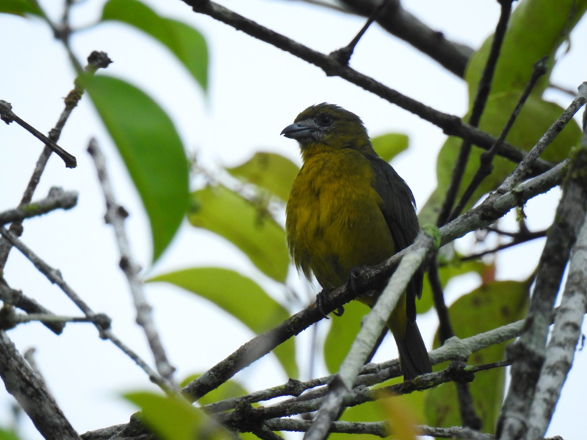 Golden-bellied Euphonia - ML643745113