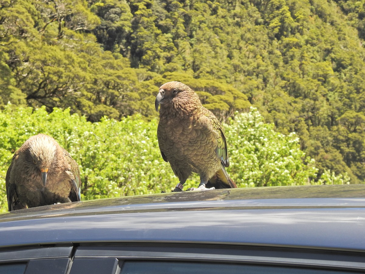 Kea - ML643745128