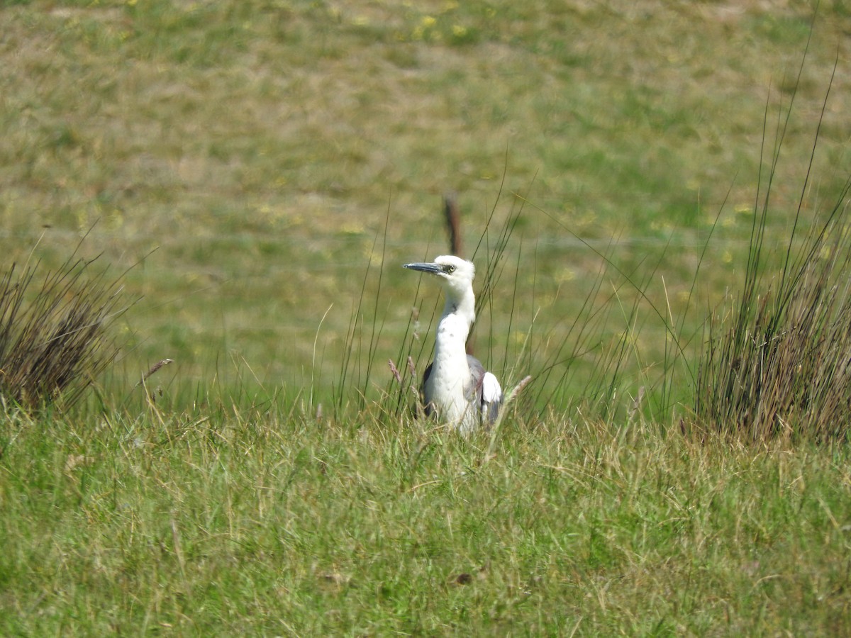 Pacific Heron - ML643745132