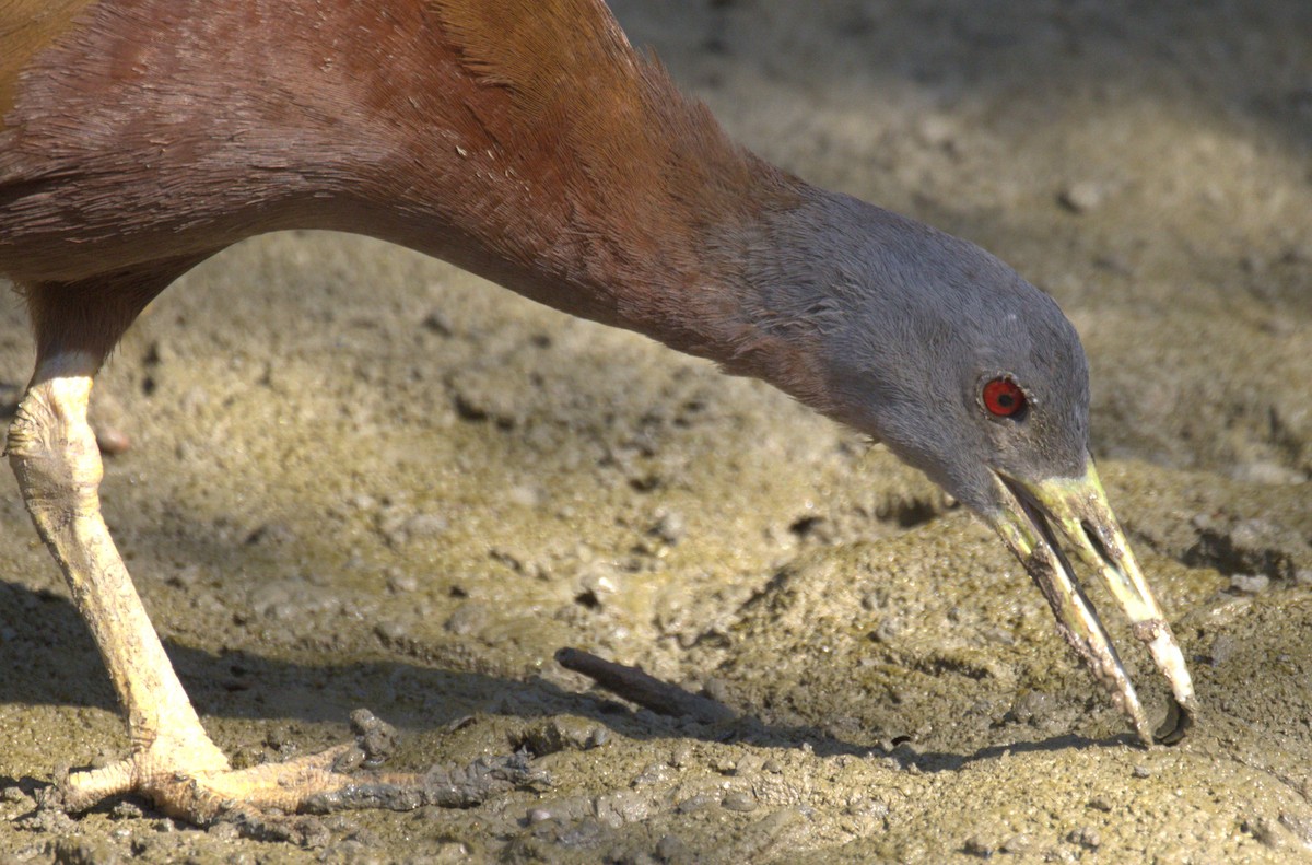 Chestnut Rail - ML643745135