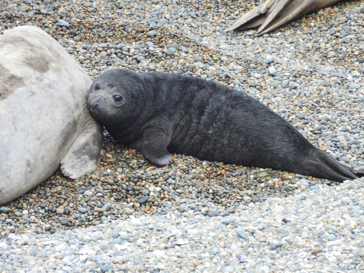 Southern Elephant Seal - ML643745136