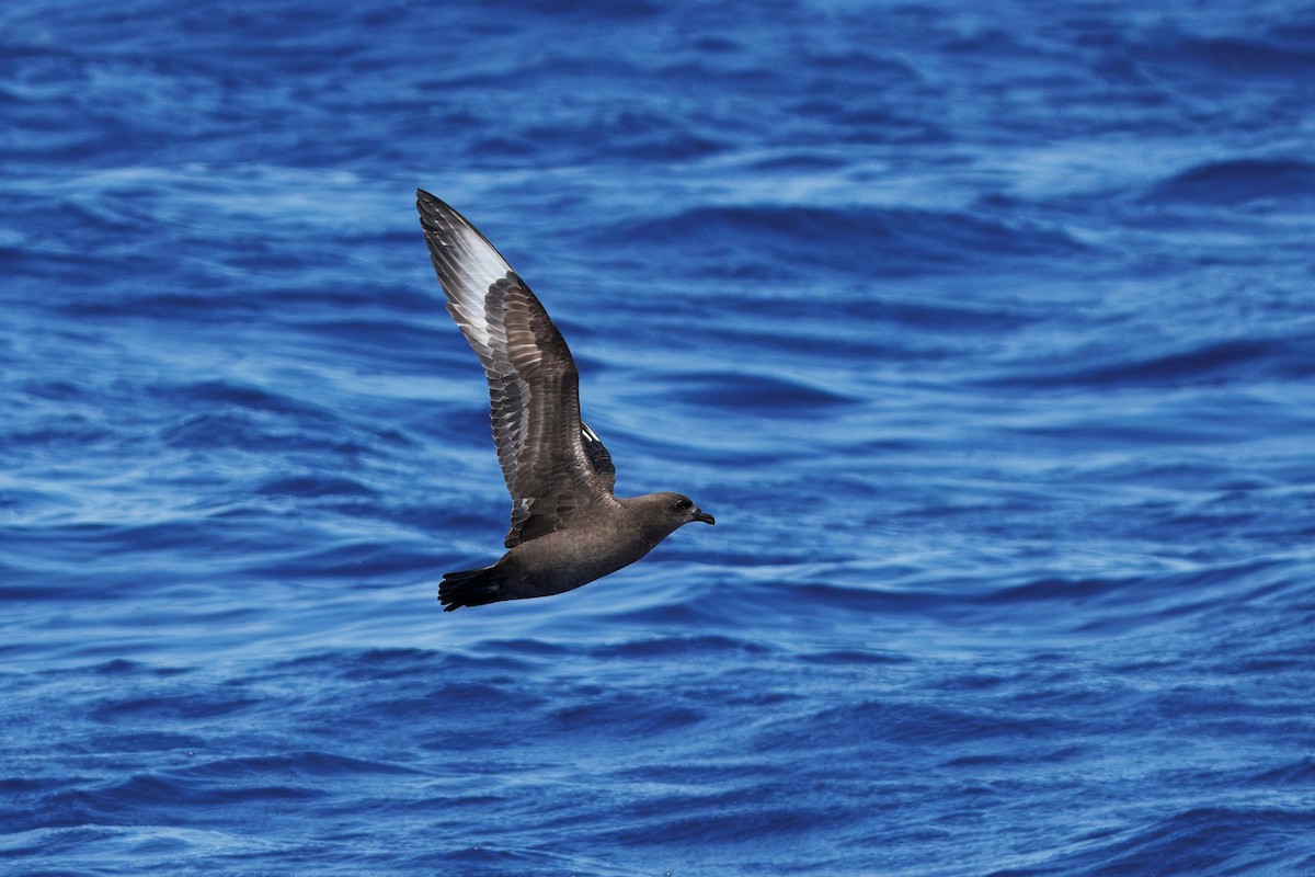 Kermadec Petrel - ML643745141