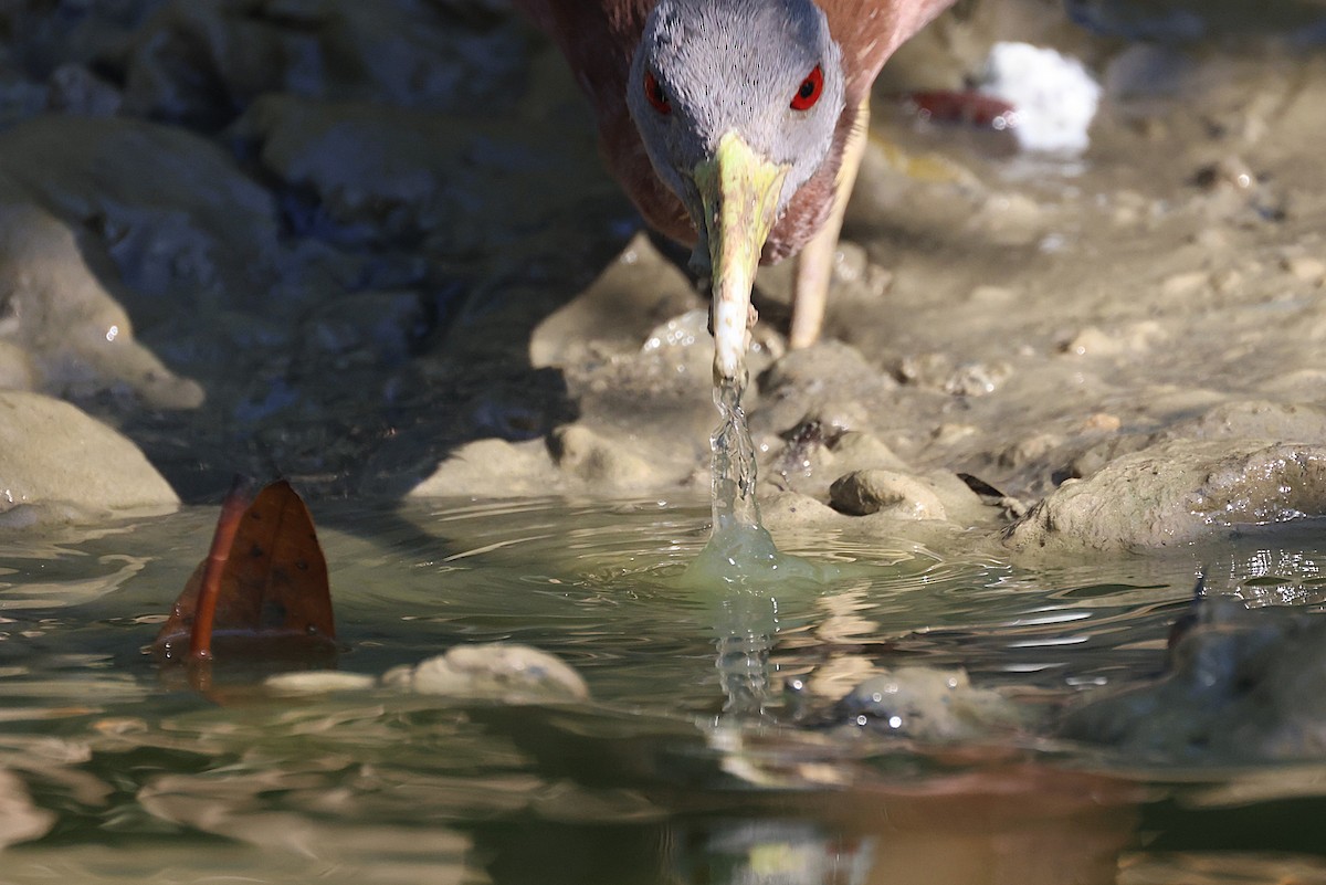 Chestnut Rail - ML643745143