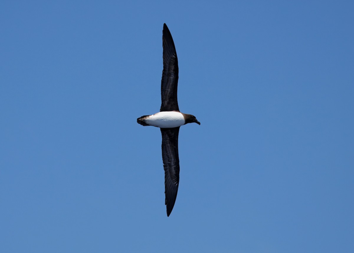 Tahiti Petrel - ML643745144