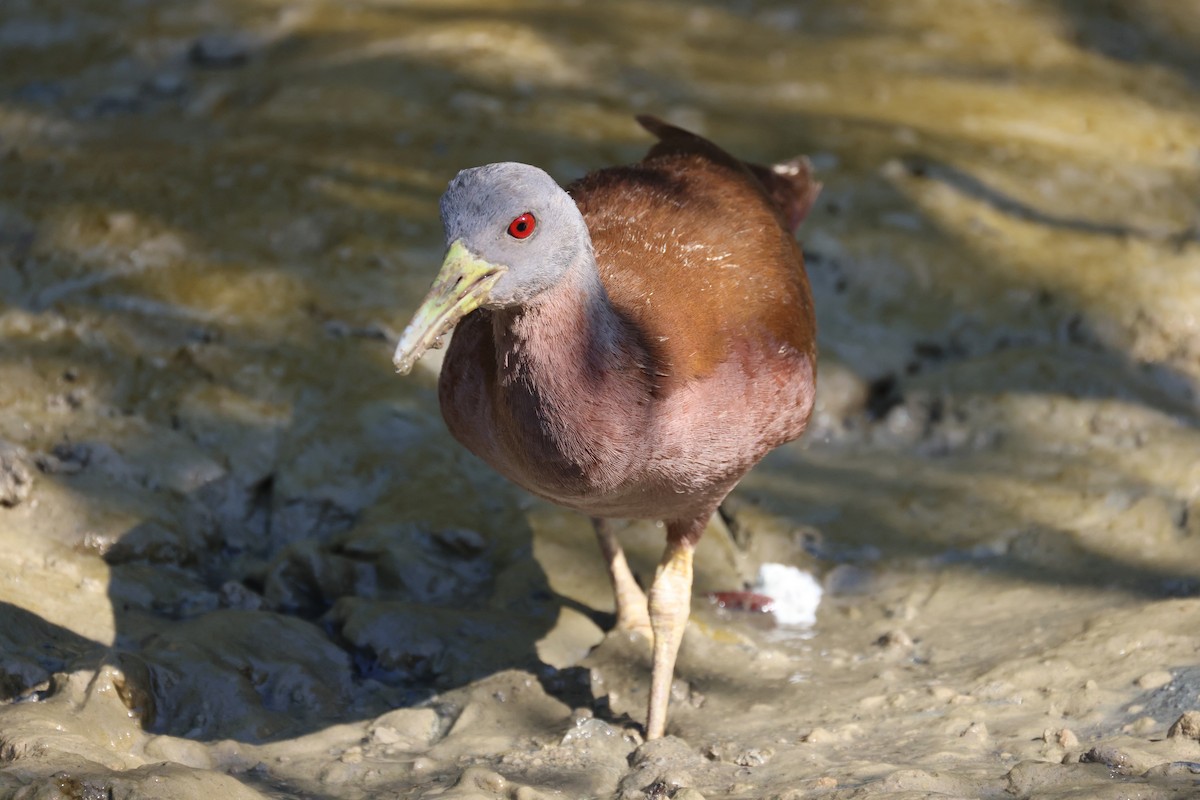 Chestnut Rail - ML643745147