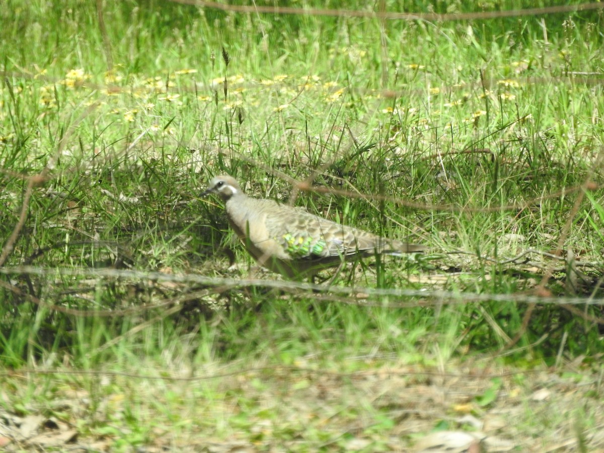 Common Bronzewing - ML643745154