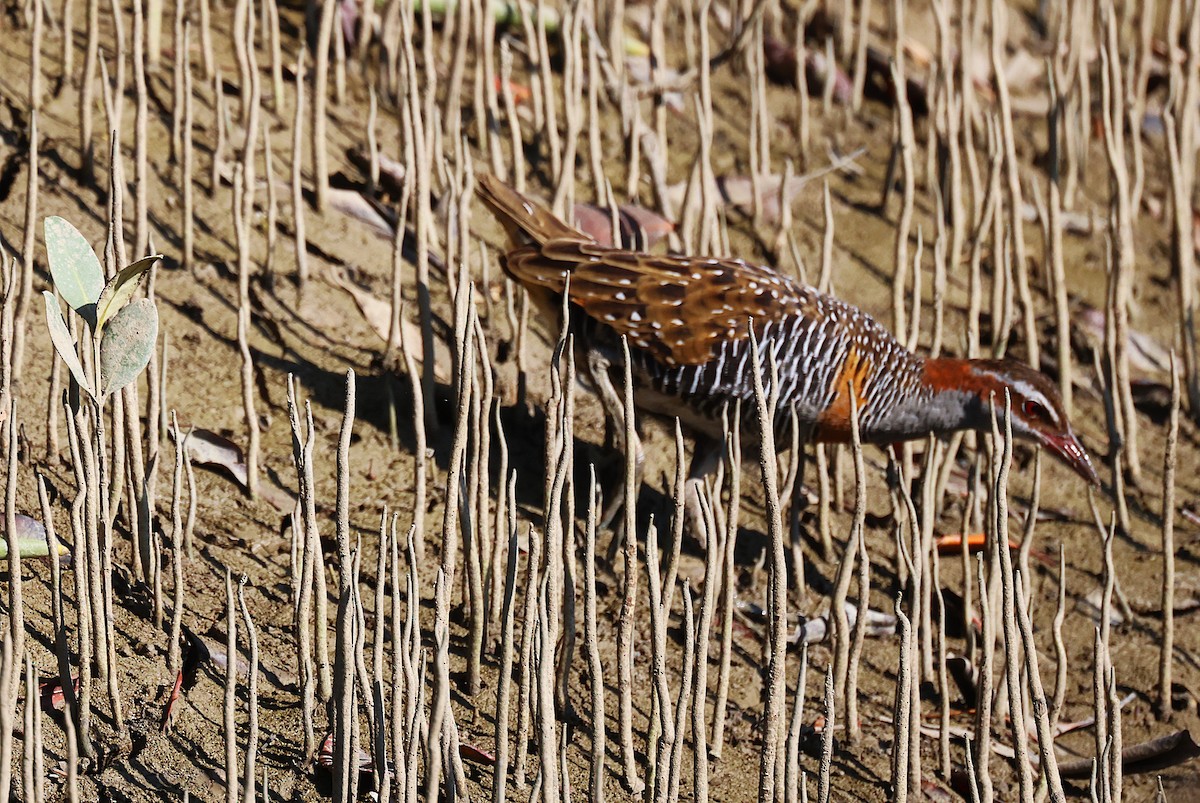 Buff-banded Rail - ML643745155