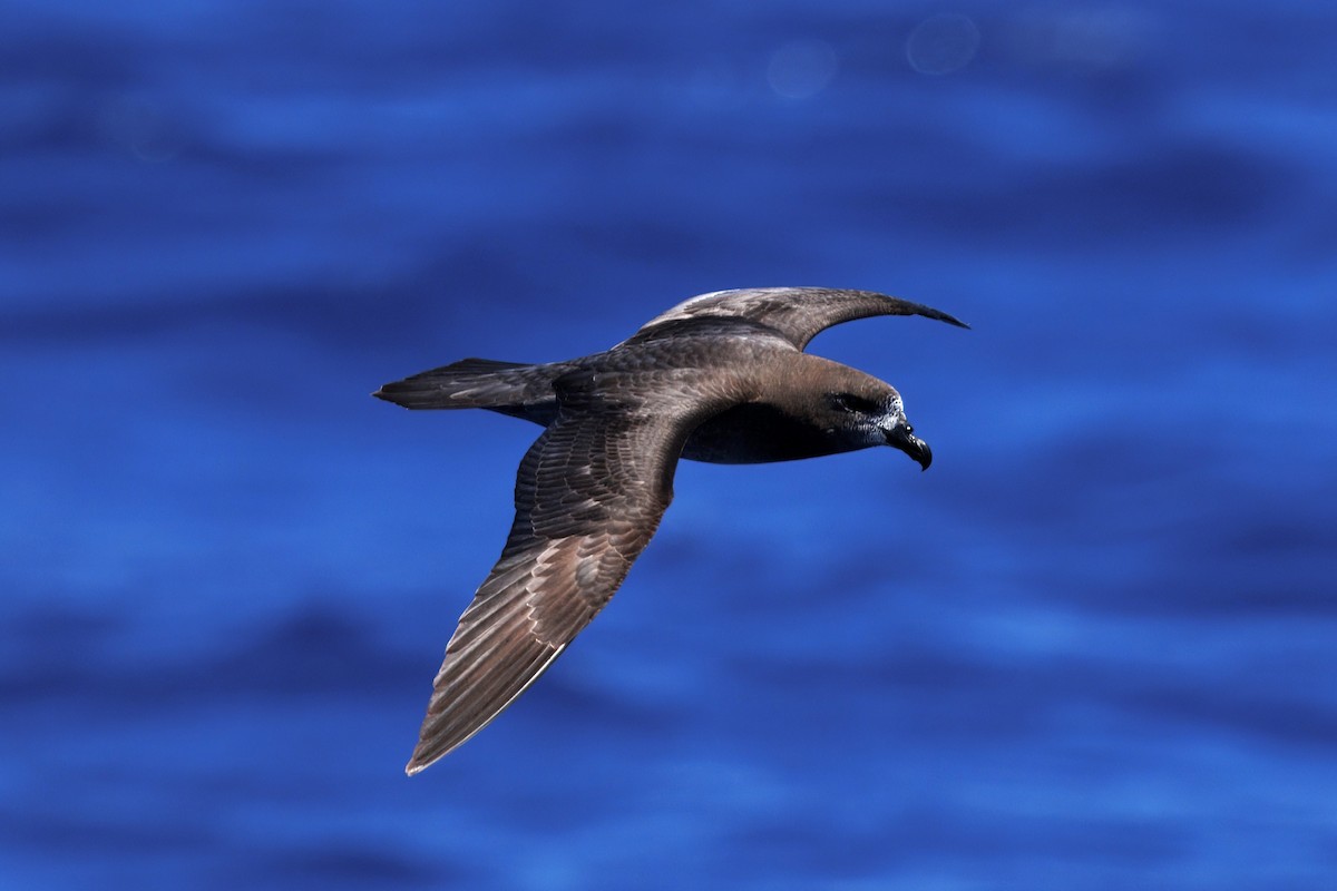 Providence Petrel - ML643745156
