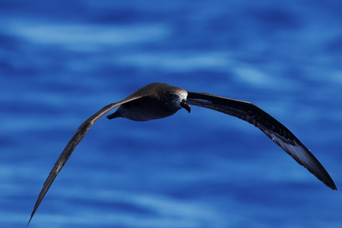 Providence Petrel - ML643745159