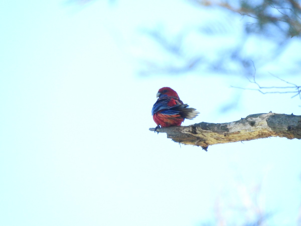 Crimson Rosella - ML643745160