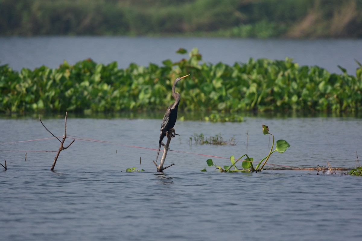 Oriental Darter - ML643745161