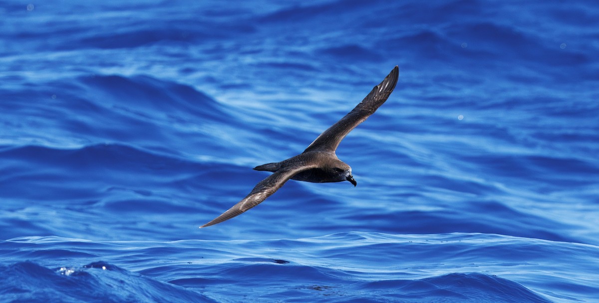 Providence Petrel - ML643745163