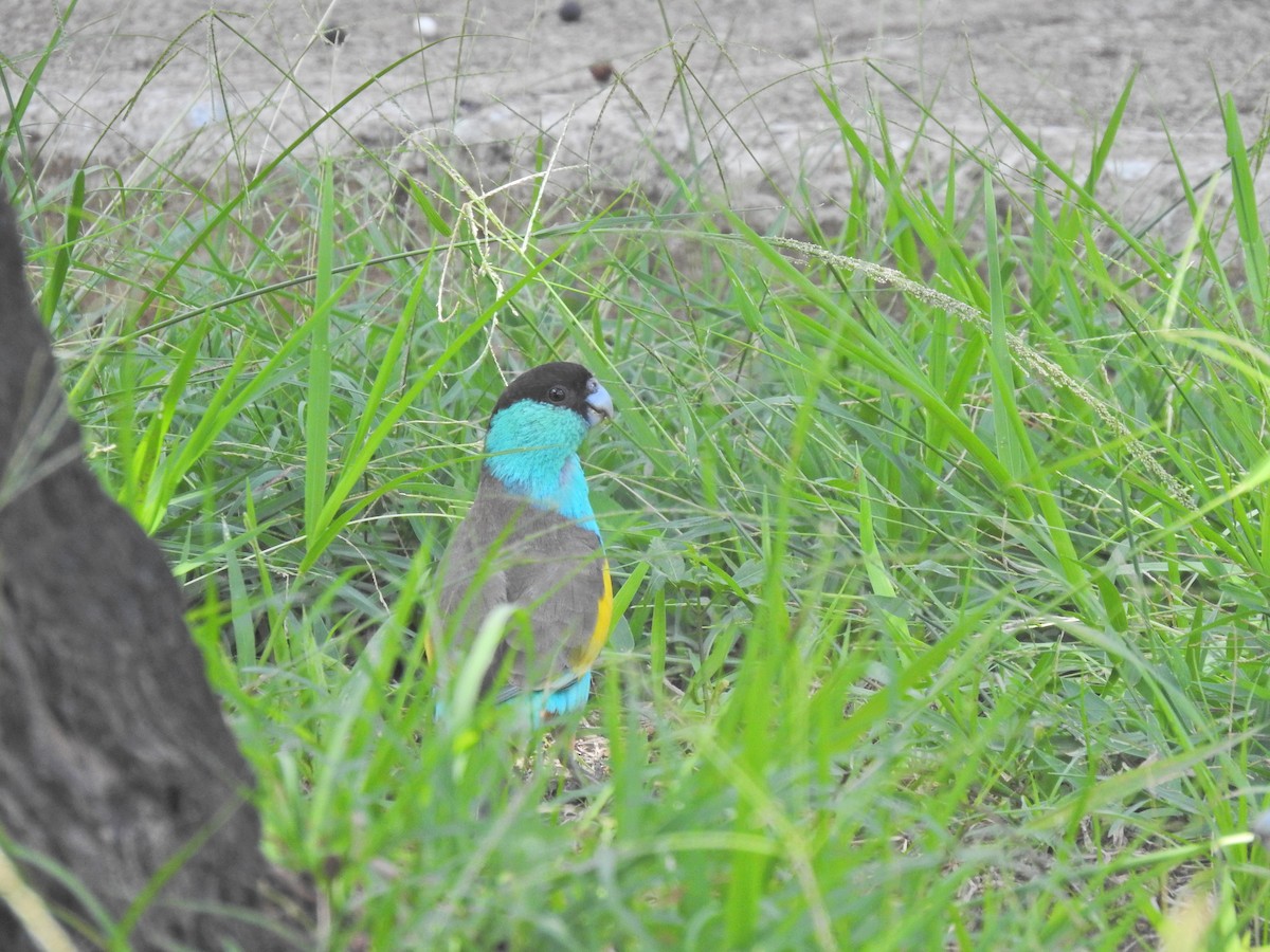 Hooded Parrot - ML643745164