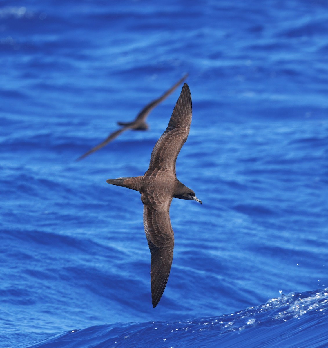 Wedge-tailed Shearwater - ML643745166