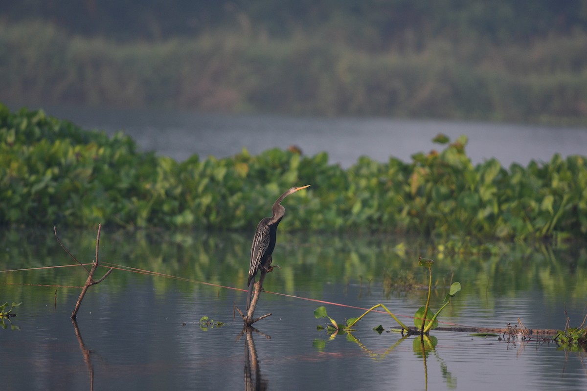 Oriental Darter - ML643745170