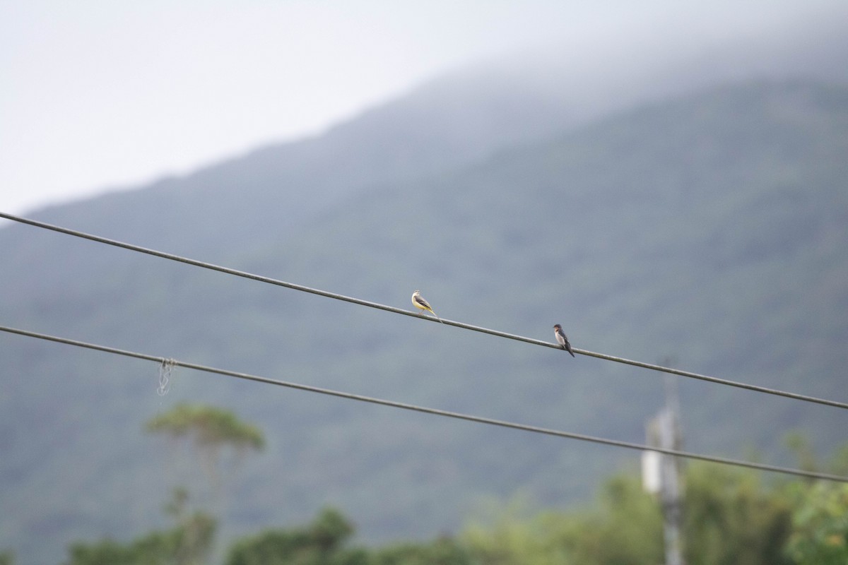 Pacific Swallow - ML643745175
