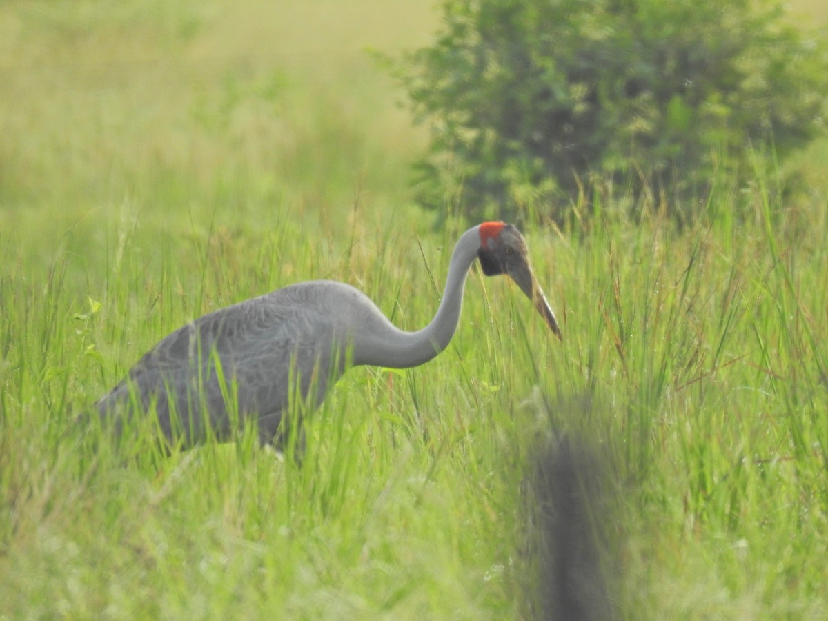 Brolga - ML643745181