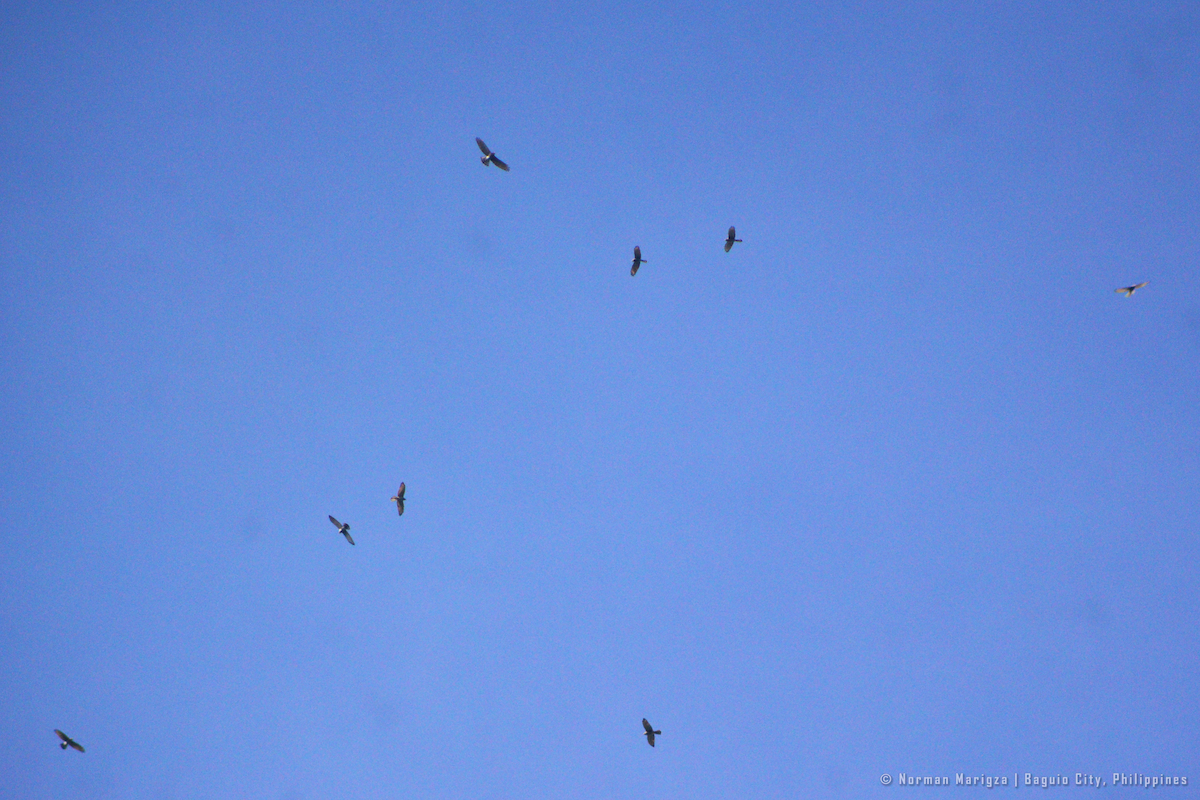 Gray-faced Buzzard - ML643745182