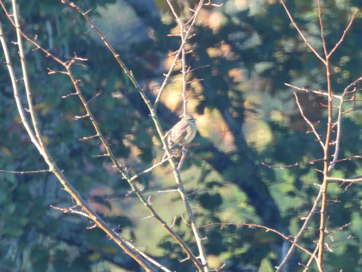 Cirl Bunting - ML643745184