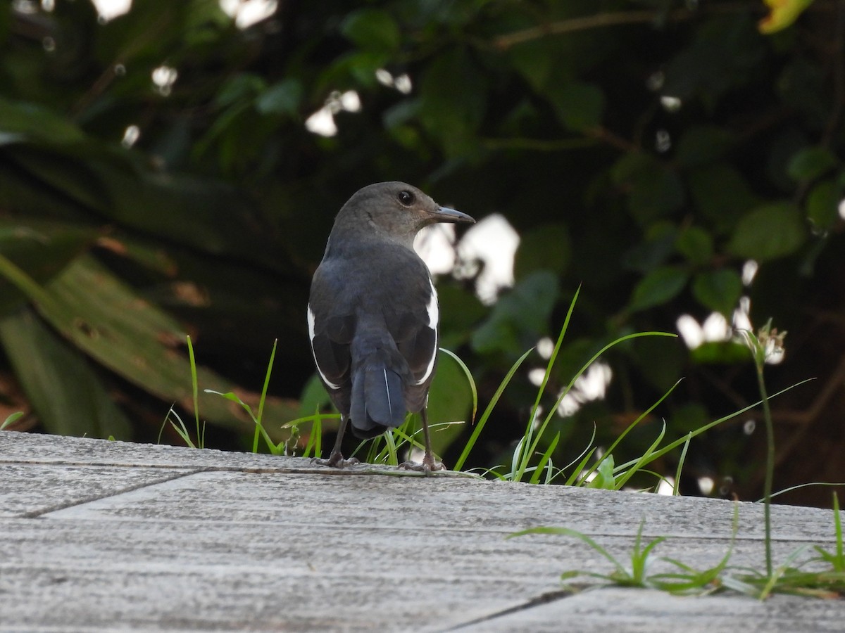 Oriental Magpie-Robin - ML643745186