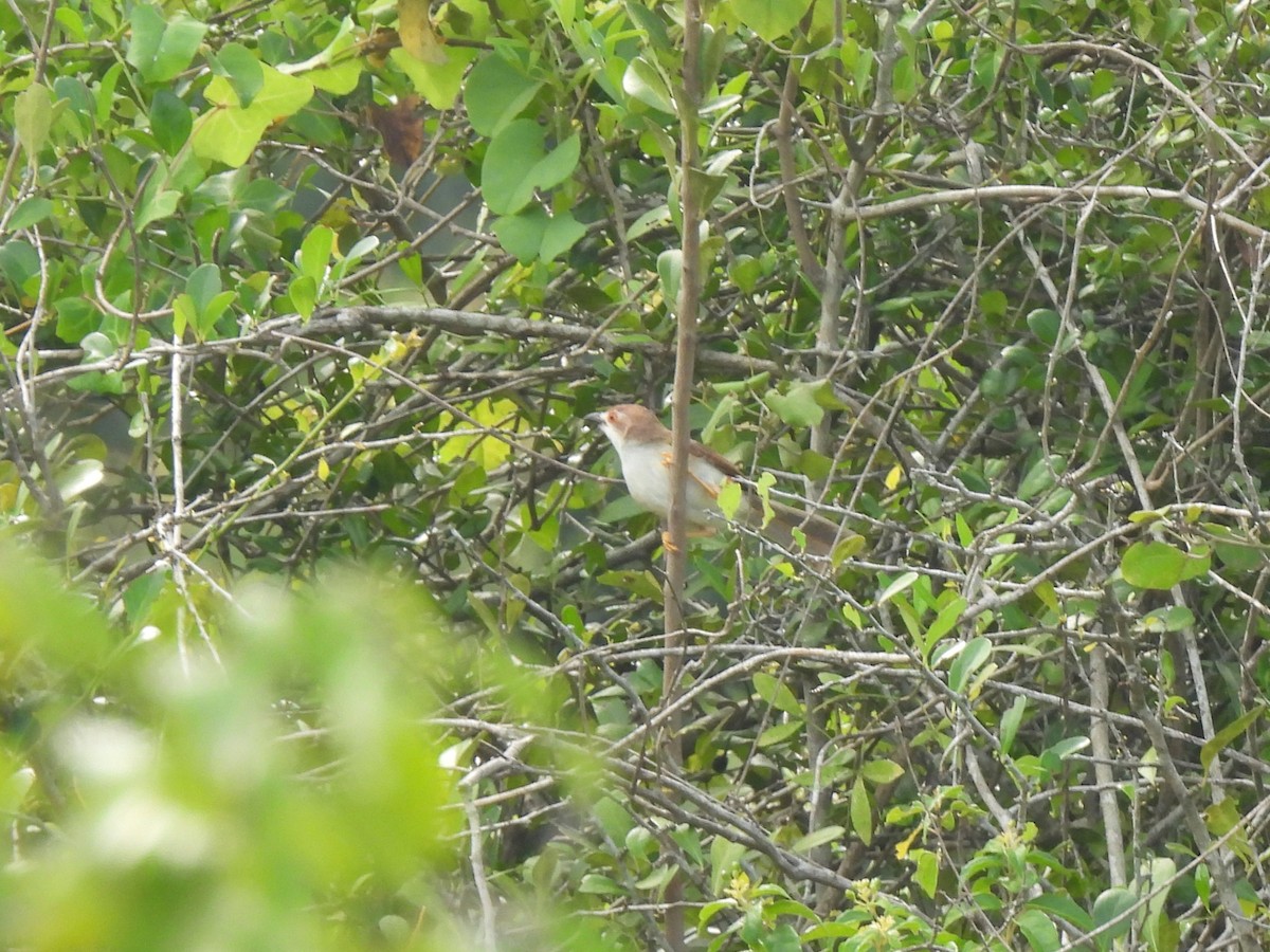 Yellow-eyed Babbler - ML643745187