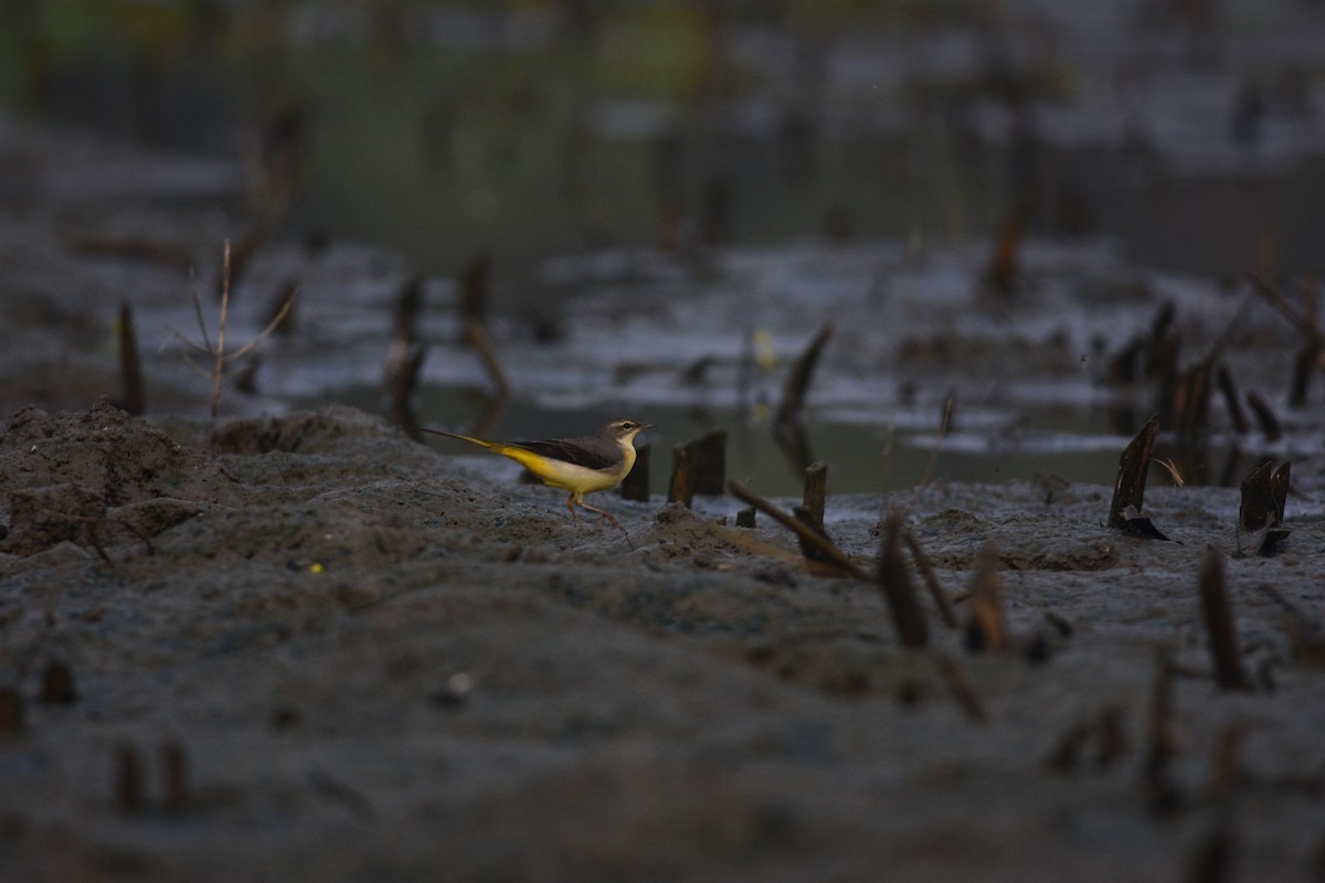Gray Wagtail - ML643745188