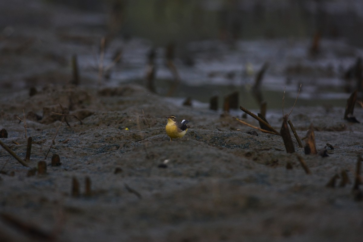 Gray Wagtail - ML643745189