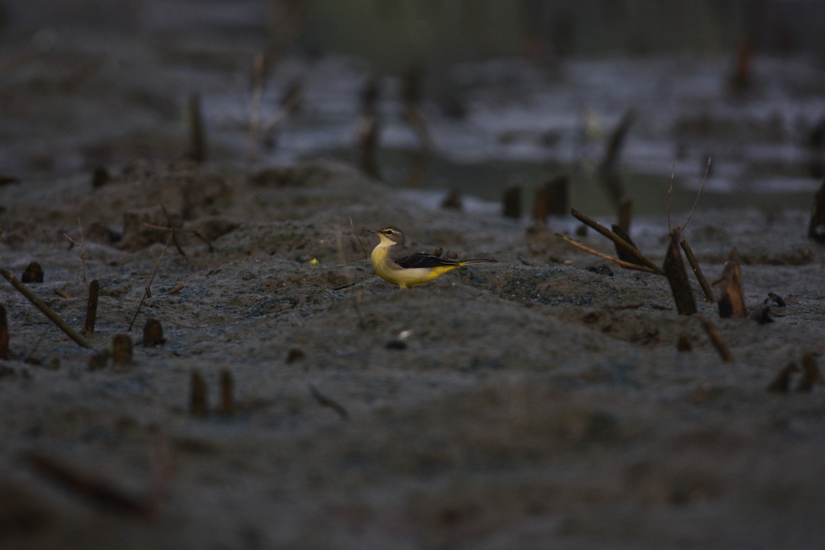 Gray Wagtail - ML643745190