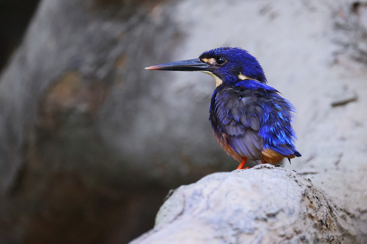 Azure Kingfisher - ML643745192