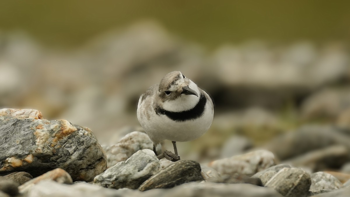 Wrybill - ML643745193