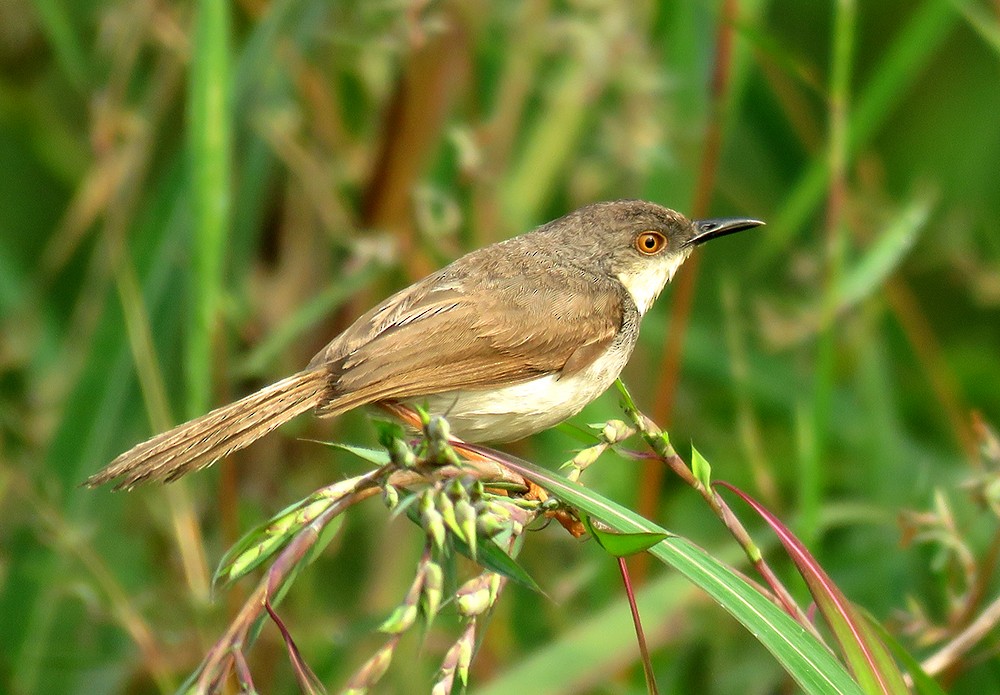 gråbrystprinia - ML643745194