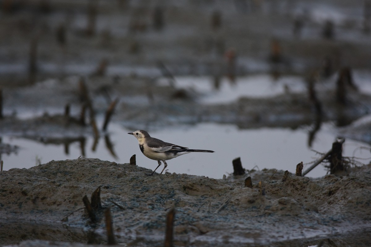 White Wagtail - ML643745196