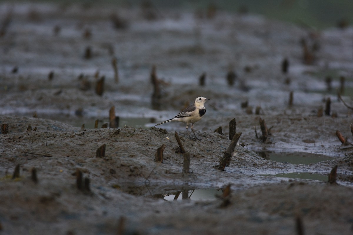 White Wagtail - ML643745197