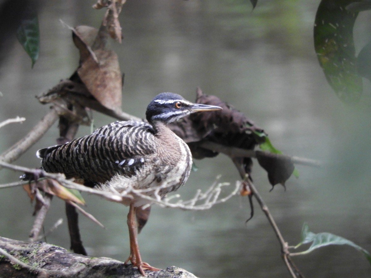 Sunbittern - ML643745199