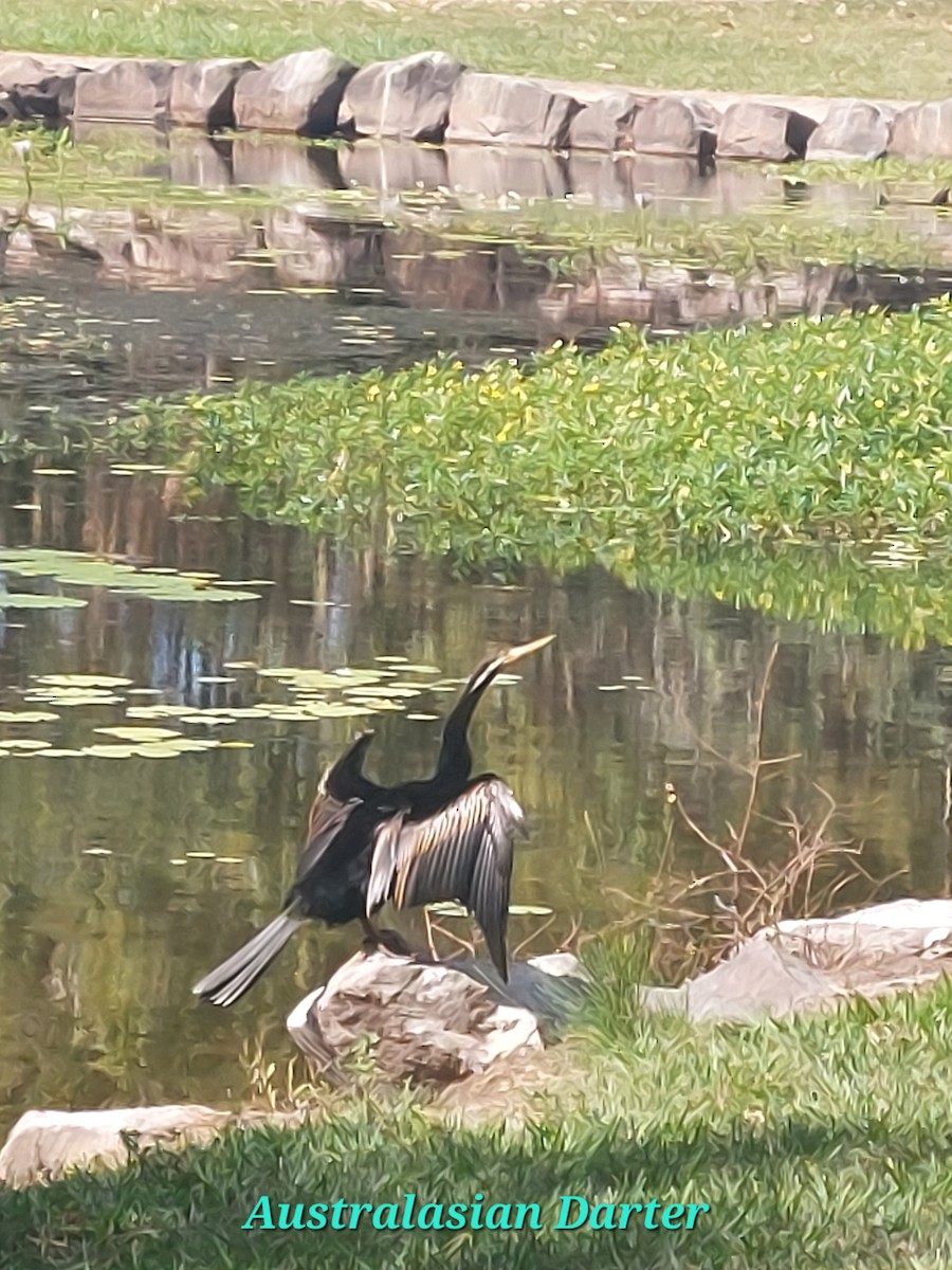 Australasian Darter - ML643745201