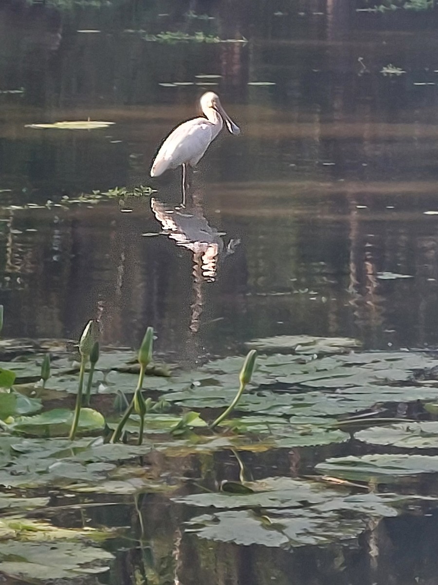 Royal Spoonbill - ML643745204
