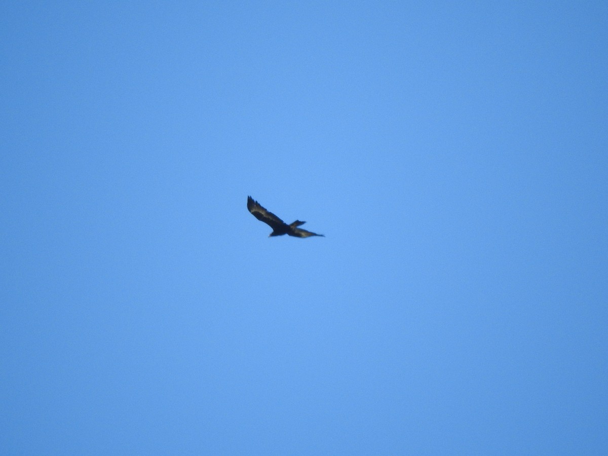 Wedge-tailed Eagle - ML643745205