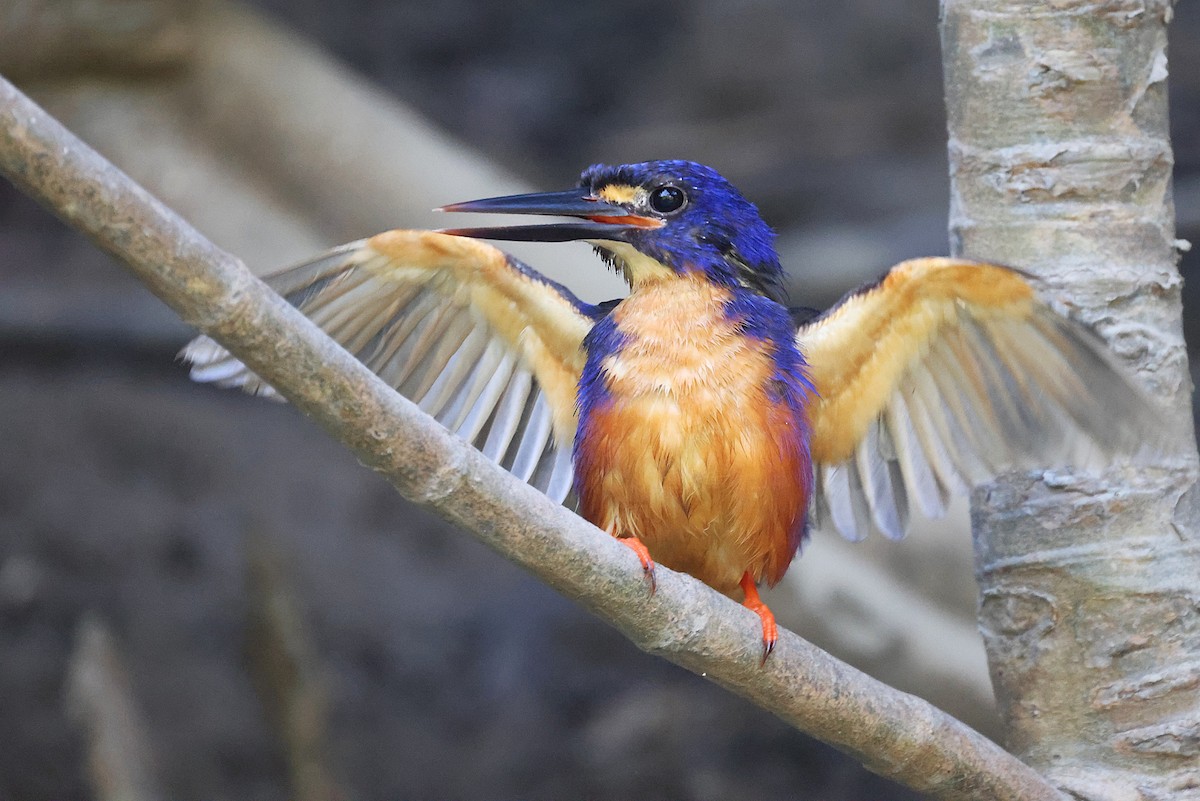 Azure Kingfisher - ML643745206