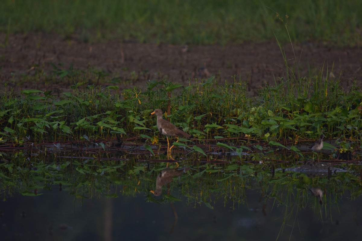 Gray-headed Lapwing - ML643745207