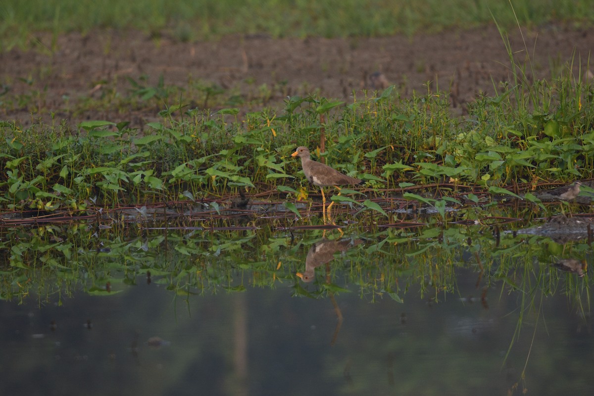 Gray-headed Lapwing - ML643745208