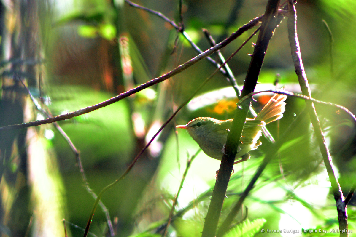 Philippine Bush Warbler - ML643745209