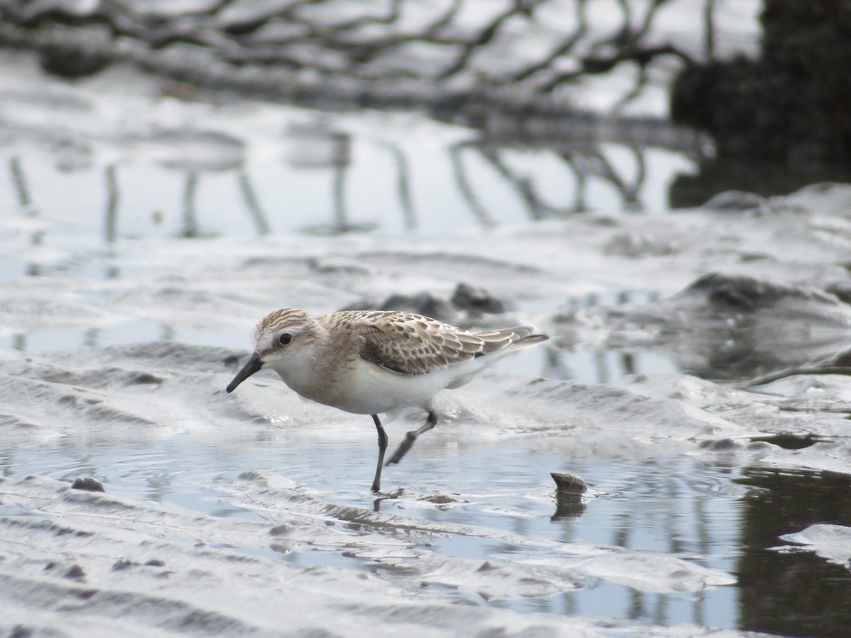 Red-necked Stint - ML643745211