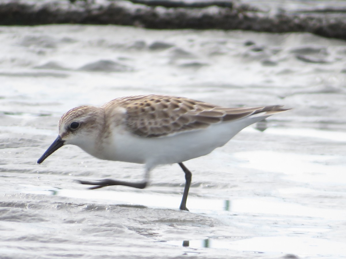 Red-necked Stint - ML643745212