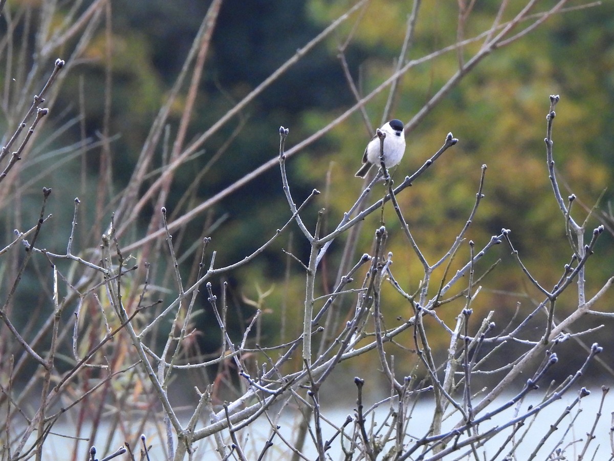 Marsh Tit - ML643745215