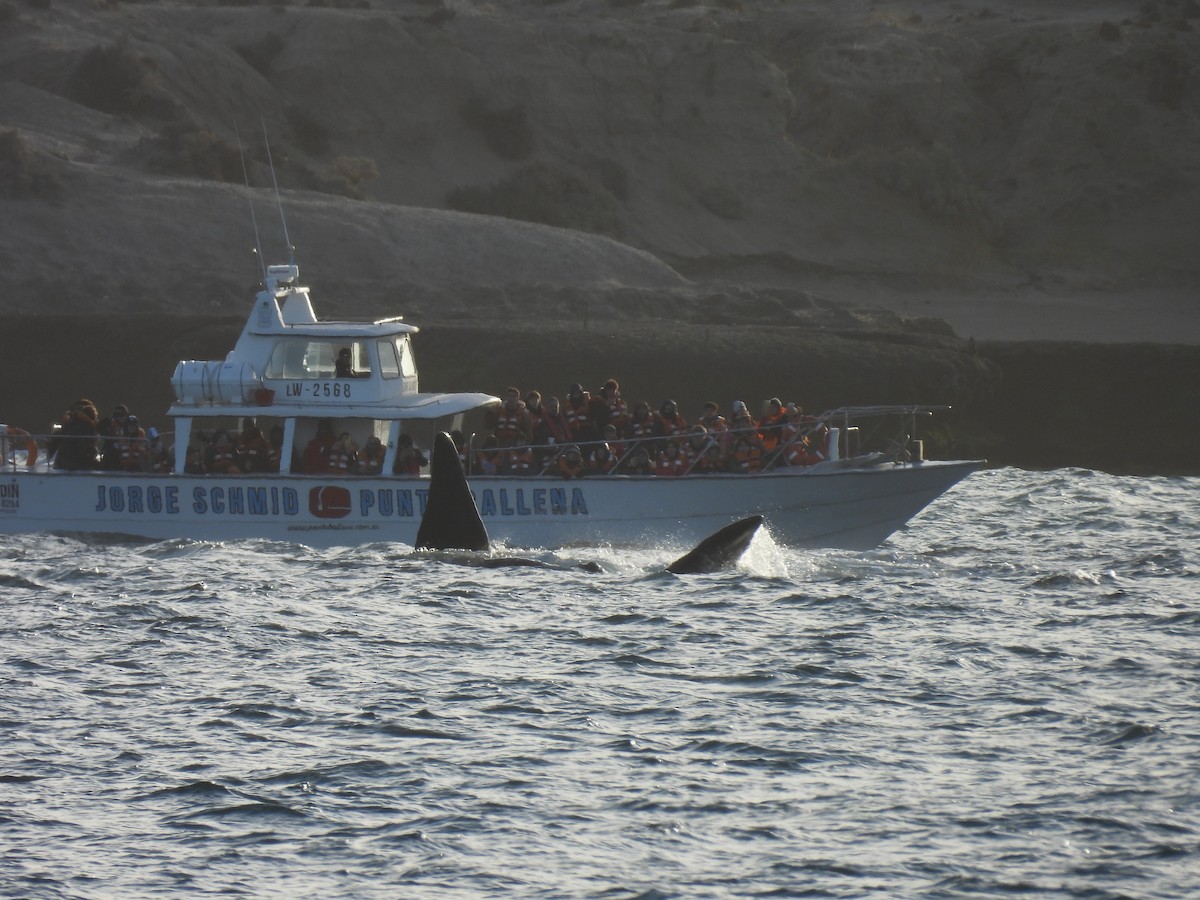 Southern Right Whale - ML643745217