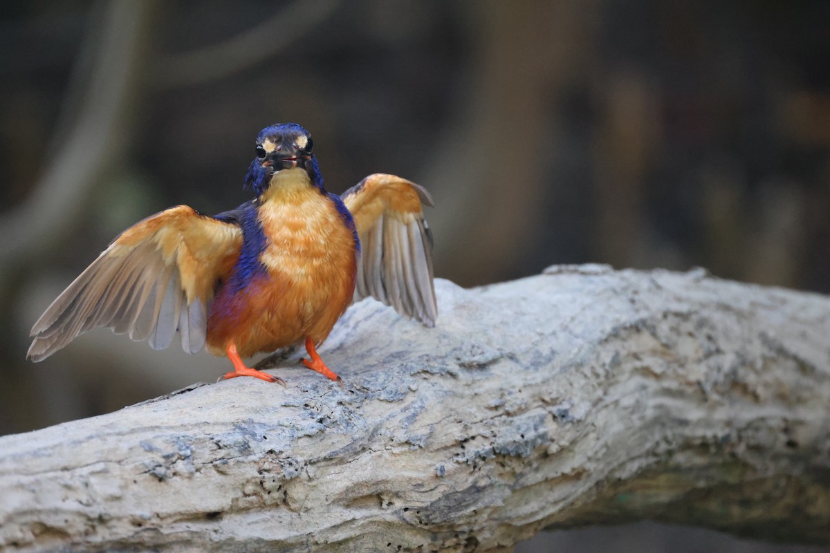 Azure Kingfisher - ML643745218