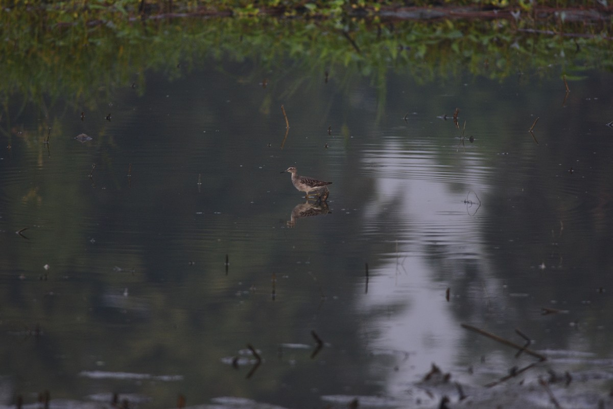 Wood Sandpiper - ML643745219